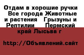 Отдам в хорошие ручки - Все города Животные и растения » Грызуны и Рептилии   . Пермский край,Лысьва г.